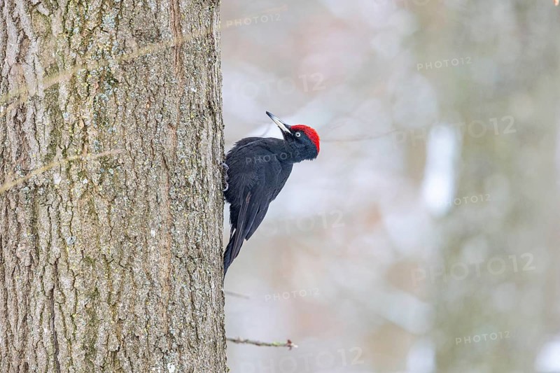 Black Woodpecker (Dryocopus martius) male, Germany, Europe