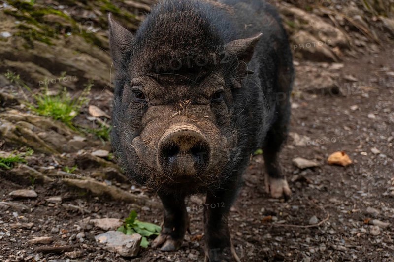 A free-ranging black boar seen in the Borce commune of the French Pyrenees