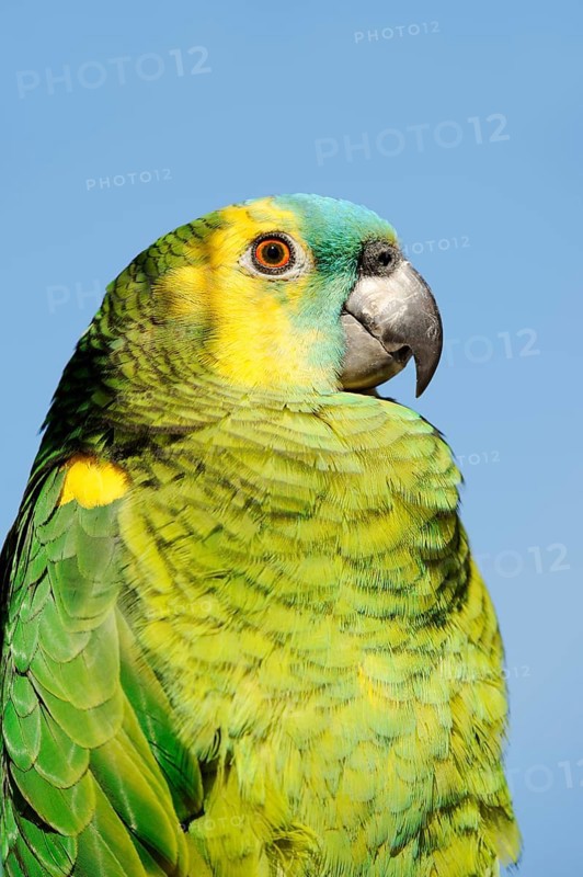 Orange-winged amazon (Amazona amazonica), portrait, captive, occurrence in South America