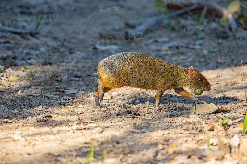 Azara's agouti (Dasyprocta azarae) Pantanal Brazil