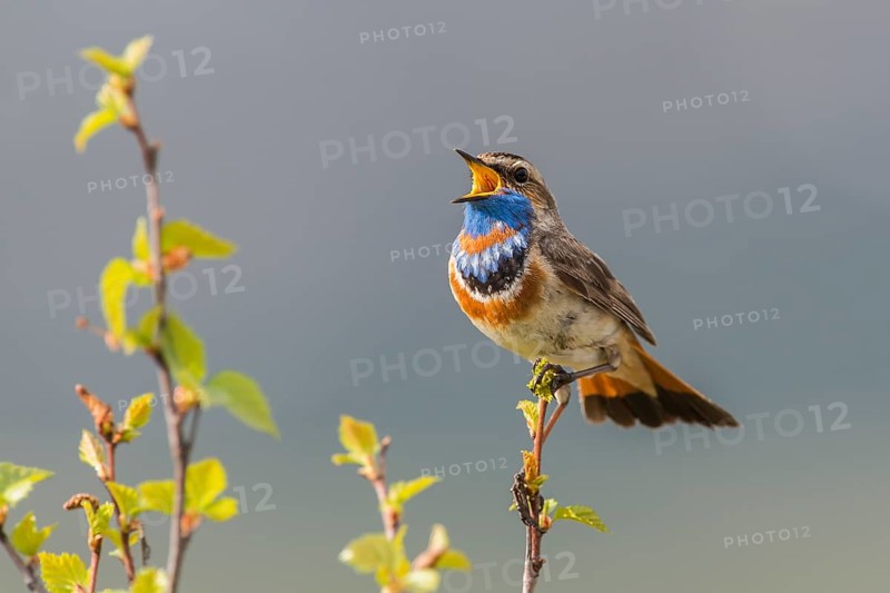 Bluethroat (Luscinia svecica svecica), singing male, Dovrefjell, Norway, Europe