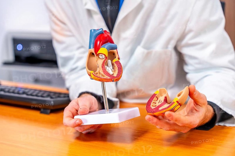 Unrecognizable male doctor cardiologist using a model of a heart to explain procedure
