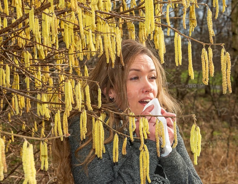 Young Caucasian woman with allergy problem stands by flowering hazel bush and sneezes into a handkerchief in Ystad, Skåne County, Sweden, Scandinavia, Europe