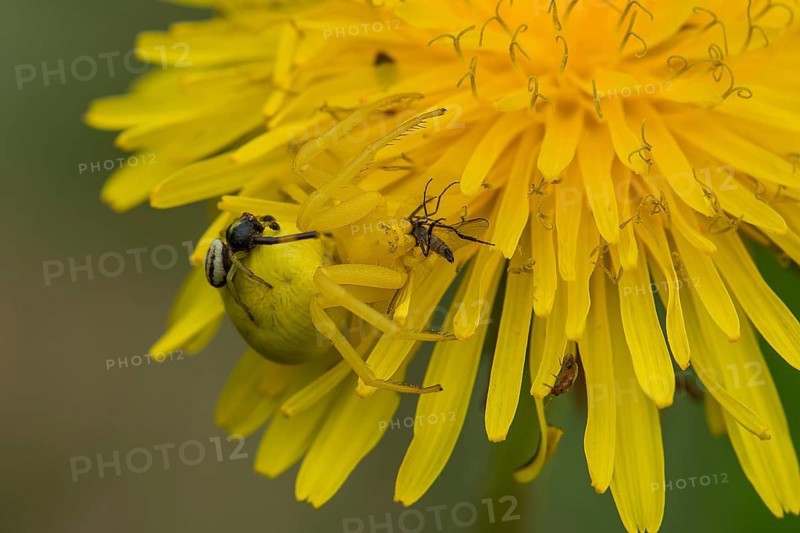 Goldenrod Crab Spider or Flower Crab Spider (Misumena vatia), Upper Austria, Austria, Europe