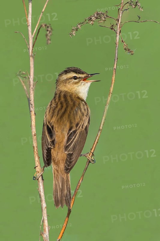 Sedge Warbler (Acrocephalus schoenobaenus), singing from a raised lookout, Austria, Europe