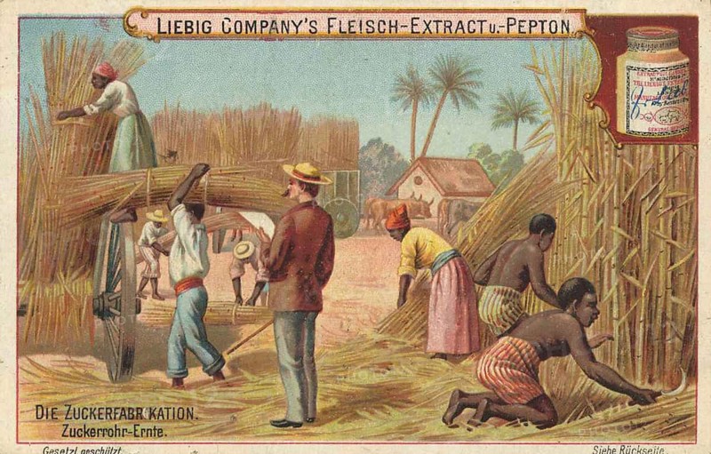 Picture series The sugar factory, harvesting sugar cane, Liebig picture, digitally restored reproduction of a collector's picture from around 1900, public domain, exact date unknown, sugar cane workers harvesting on a plantation