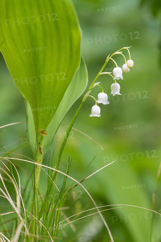 Lily of the Valley (Convallaria majalis), Upper Austria, Austria, Europe