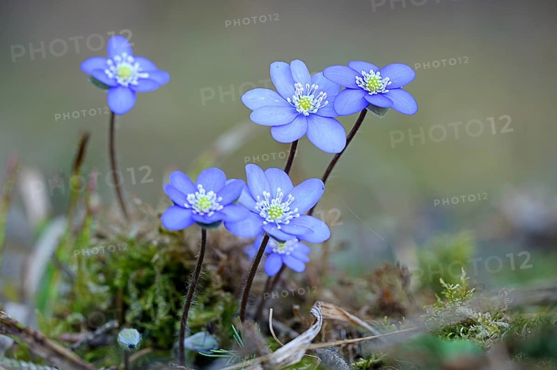 Hepatica or Liverwort (Hepatica nobilis, Syn. Anemone hepatica), flowering, Austria, Europe