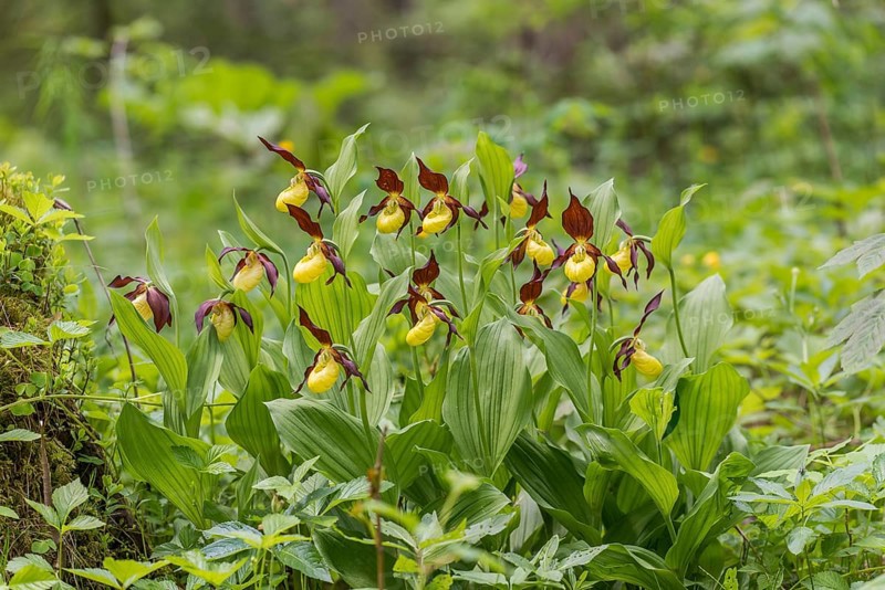 Lady's slipper orchid (Cypripedium calceolus), Kalkalpen National Park, Upper Austria, Austria, Europe