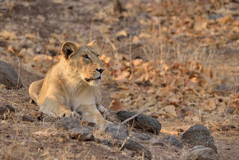 Asiatic Lion (Panthera leo persica), young male, Gir Forest National Park, Gir Sanctuary, Gujarat, India, Asia