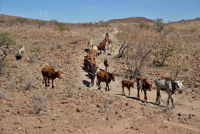 Himba woman on a donkey with her herd of cows, Orupembe, Kaokoland, Kunene, Namibia, Africa