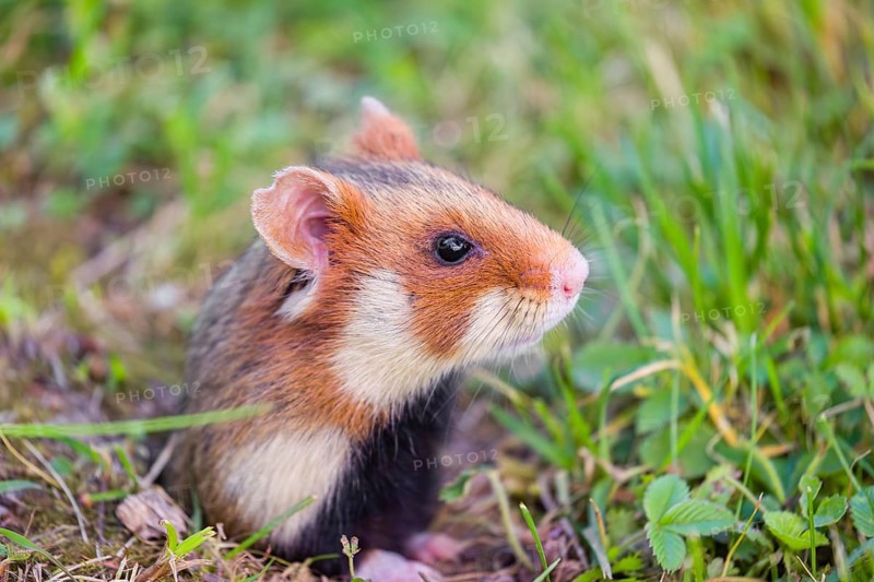 A European hamster (Cricetus cricetus), Eurasian hamster, black-bellied hamster or common hamster, peering out of its burrow in the fresh green grass