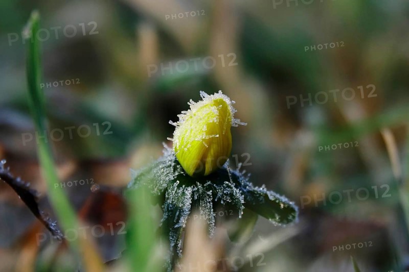Winter aconite in a meadow, winter, Germany, Europe
