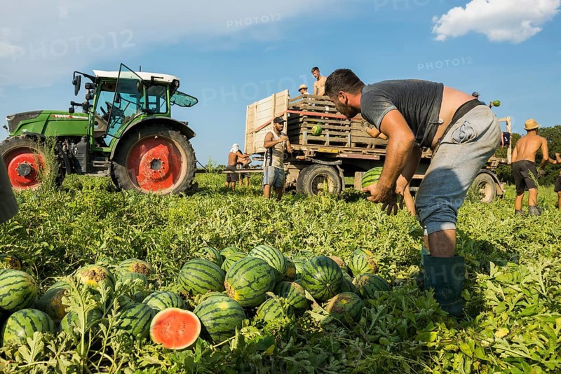 Melons, harvest, watermelon, near Bad Krozingen, Markgräflerland, Breisgau, Black Forest, Germany, Europe