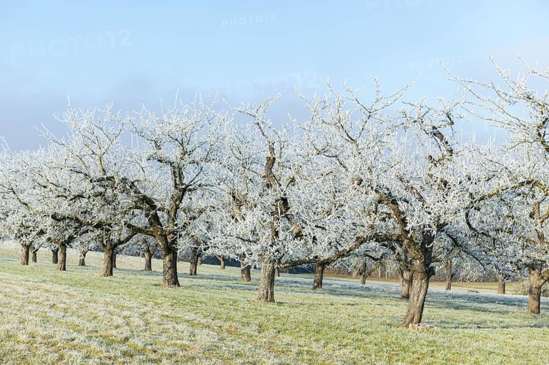 Rows of fruit trees with hoar frost on a cold winter morning in a meadow near Waiblingen, Baden-Württemberg, Germany, Europe