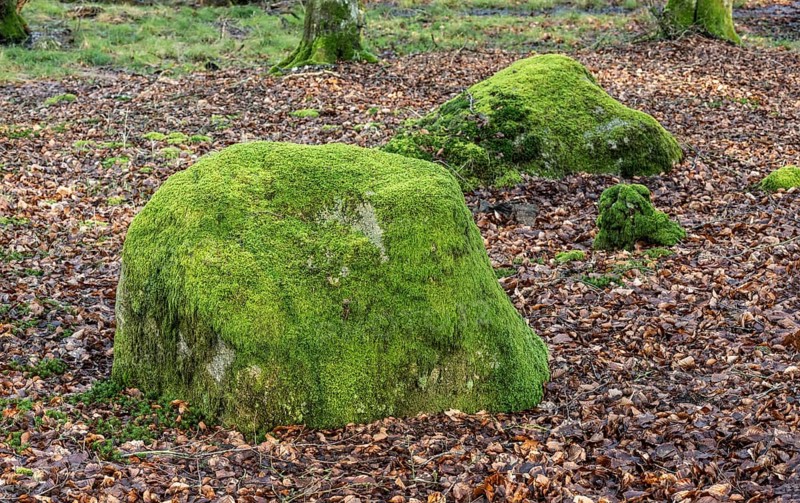 Stones covered in moss in Fyledalen, Ystad Municipality, Skåne, Sweden Scandinavia