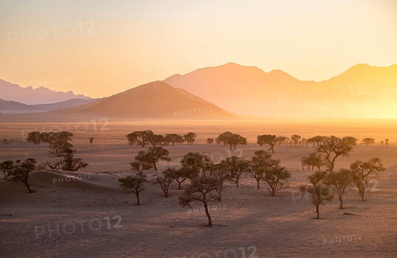 Sunset in the Namib Desert, acacias and mountains in the last evening light, NamibRand Nature Reserve, Namibia, Africa