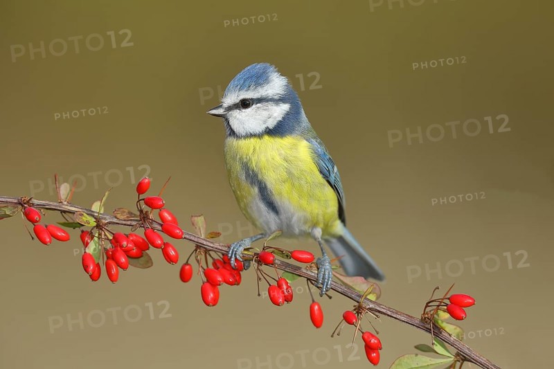 Blue Tit (Parus caeruleus), sitting on a branch of a ambarbaris (Berberis vulgaris) with berries, North Rhine-Westphalia, Germany, Europe