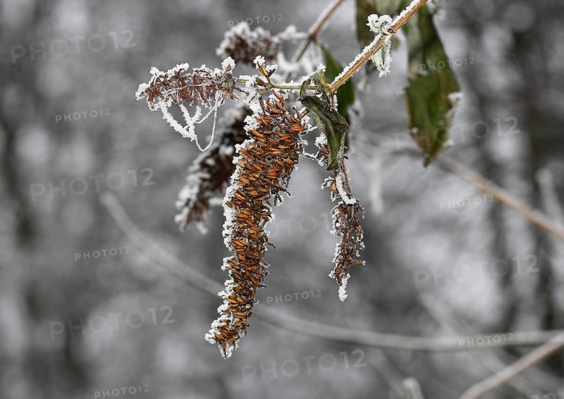 Summer lilac (Buddleja davidii) with hoarfrost, North Rhine-Westphalia, Germany, Europe
