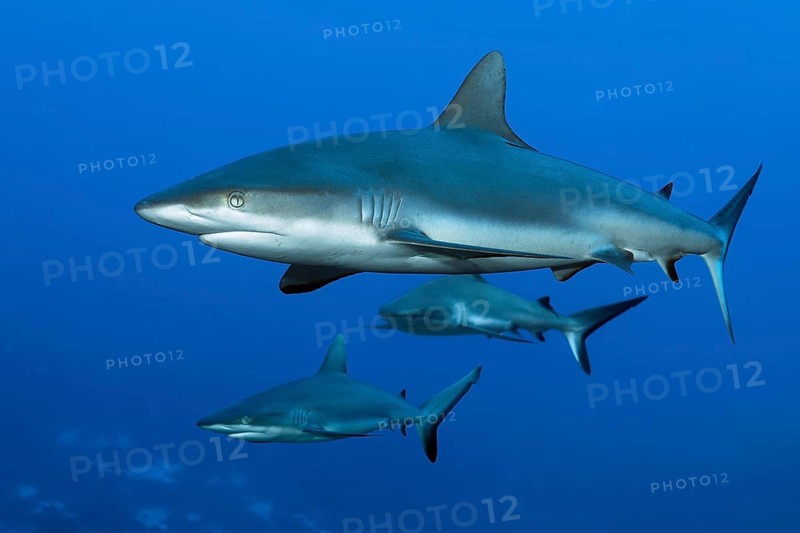 Three Grey reef sharks (Carcharhinus amblyrhynchos) swimming in the South Pass of the Fakarava Atoll Biosphere Reserve, Tuamotu Archipelago, French Polynesia, South Pacific, Pacific Ocean, Oceania