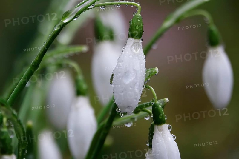 Snowdrops, macro shot, Germany, Europe