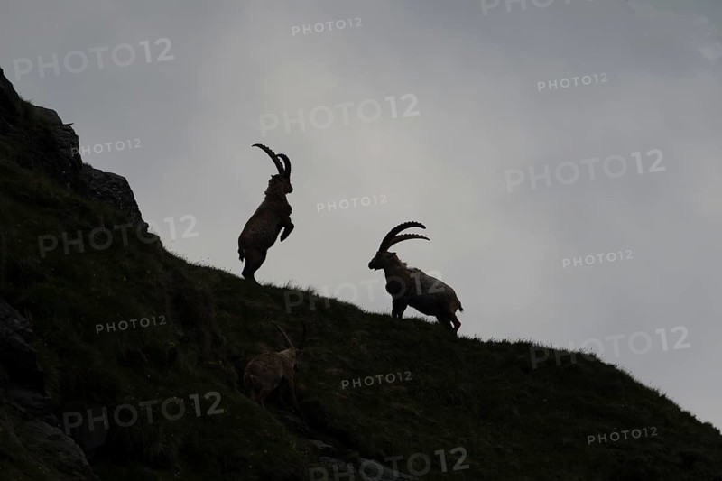 Alpine Ibexes (Capra ibex), bucks, High Tauern National Park, Austria, Europe