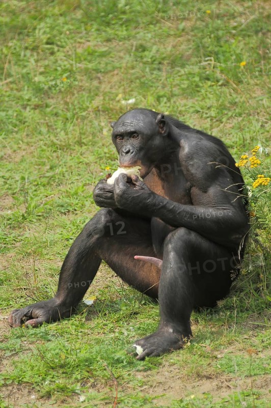 Bonobo (Pan paniscus), adult, male, penis, sitting, captive