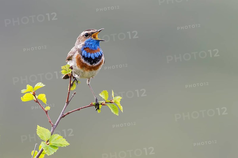 Bluethroat (Luscinia svecica svecica), singing male, Dovrefjell, Norway, Europe