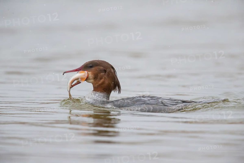 Common merganser (Mergus merganser) female with fish, Germany, Europe