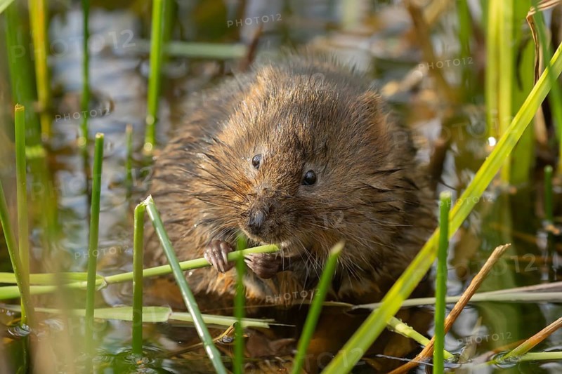 Water vole (Arvicola amphibius) adult animal feeding on a reed plant stem in a pond in the summer, Suffolk, England, United Kingdom, Europe
