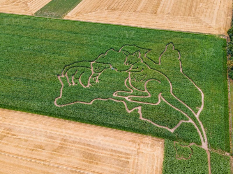 Maize maze, aerial view, Weißkirchen, Frankfurt am Main, Hesse, Germany, Europe