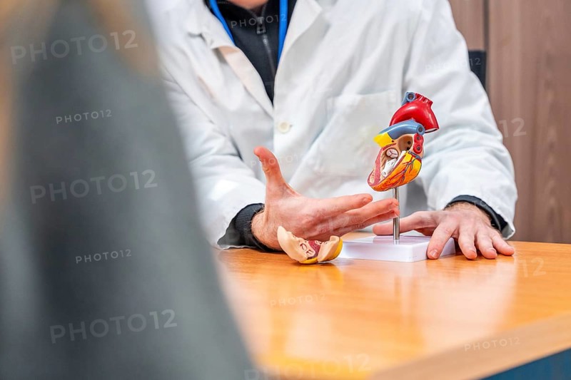 Model of a heart used by a cardiologist in an explanation of a medical procedure to a patient