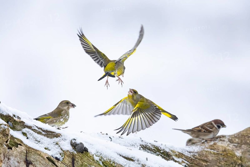 Greenfinch (Carduelis chöloris) Germany