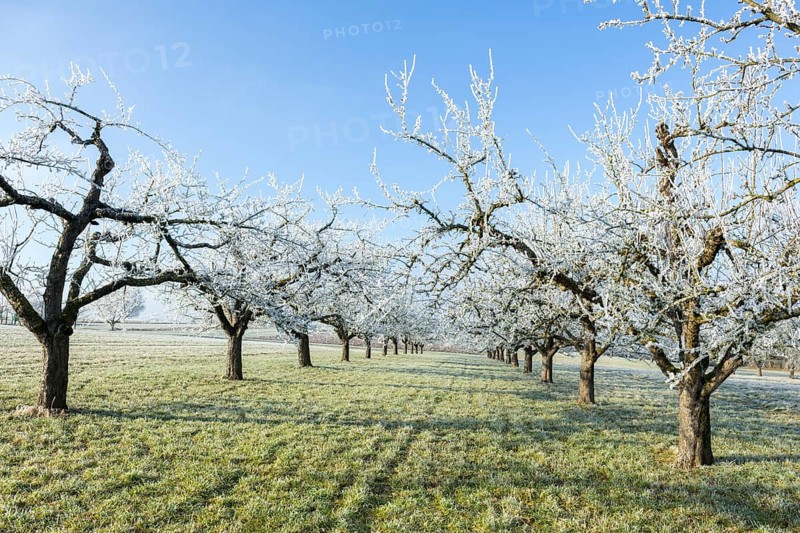 Bare fruit trees with hoarfrost in a long row of trees in a green meadow near Waiblingen, Baden-Württemberg, Germany, Europe