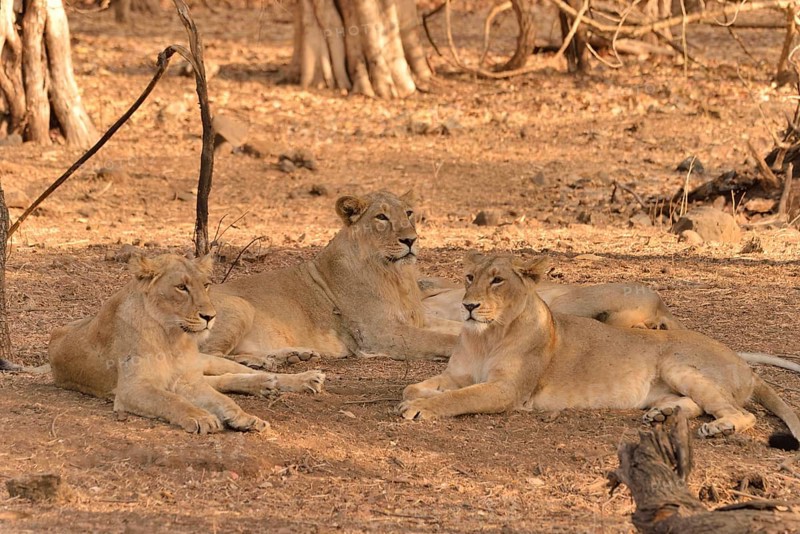 Asiatic Lions (Panthera leo persica), Gir Forest National Park, Gir Sanctuary, Gujarat, India, Asia