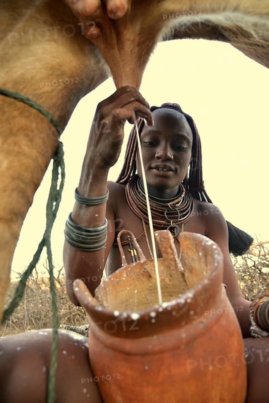 Himba woman milking a cow, Ombombo, Kaokoland, Kunene, Namibia, Africa