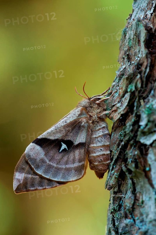 Tau emperor (Aglia tau) female, dark form, Rhineland-Palatinate, Germany, Europe