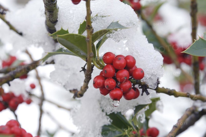 Common holly (Ilex aquifolium), Rödertal, Hermsdorf, Saxony, Germany, Europe