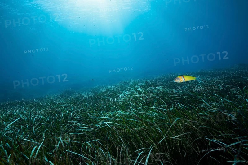 Seagrass meadow ecosystem, Vis Island, Mediterranean Sea, Croatia, Europe