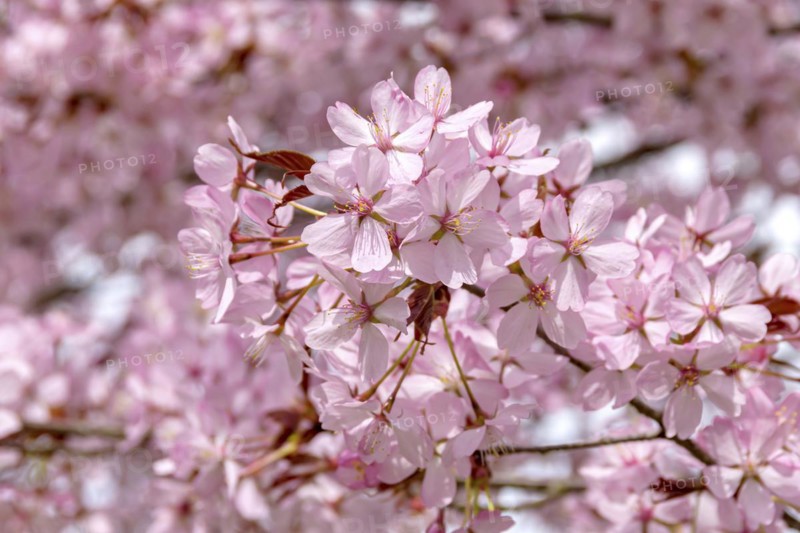 Mountain cherry (Prunus sargentii), Anchers Havecenter, Bad Langensalza, Thuringia, Germany, Europe