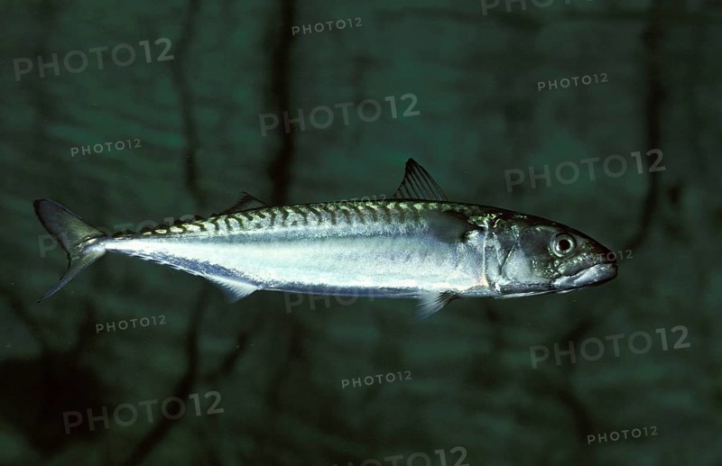 Atlantic Mackerel (scomber scombrus)