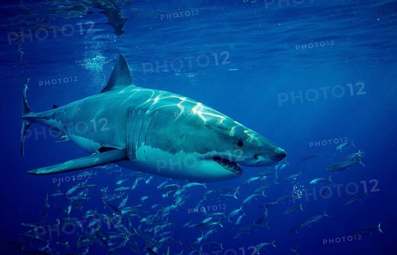 Great white shark, Carcharodon carcharias, Mexico, Pacific Ocean, Guadalupe, Central America