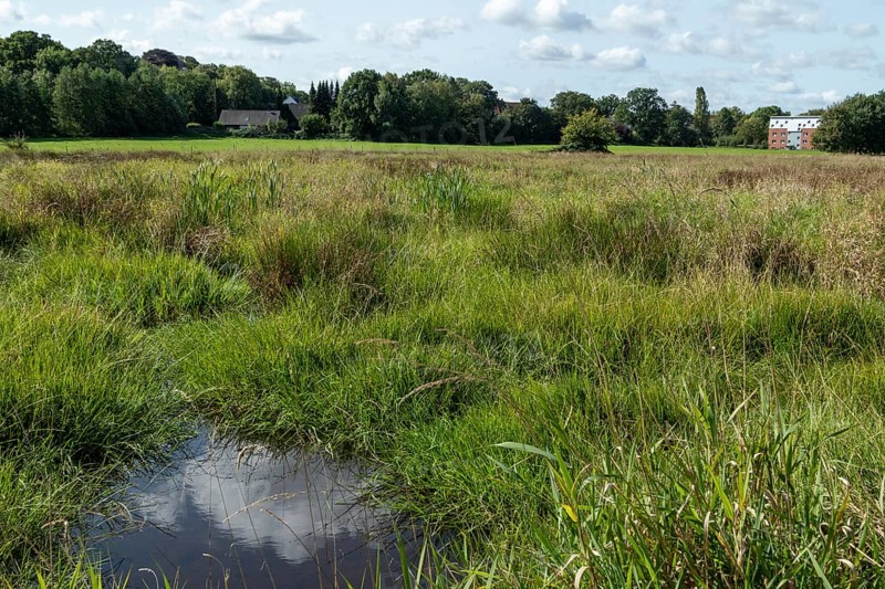 Green grass and water reflection on a summery wet meadow in the Düngelau Feld nature reserve in the Eidelstedter Feldmark, Hamburg, Germany, Europe