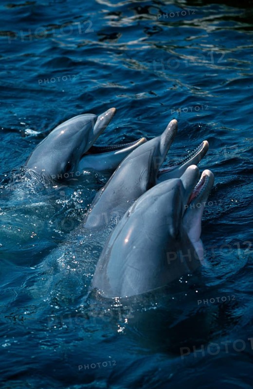 Bottlenose Dolphins (Tursiops truncatus)
