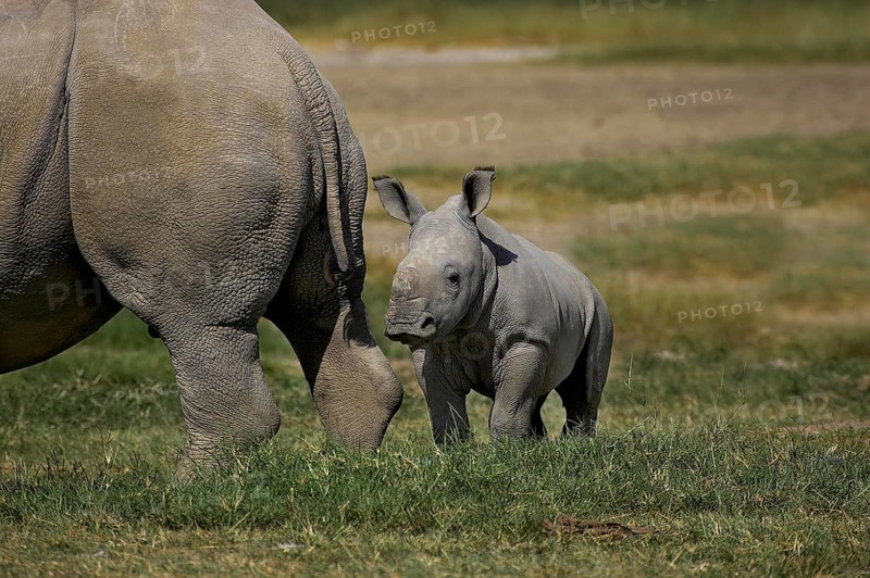 White Rhinoceros (ceratotherium simum), Female with Calf, Nakuru Park in Kenya