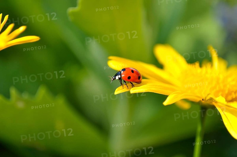 Ladybird on yellow daisy flower, seven-spott ladybird (Coccinella septempunctata) on marguerite (Leucanthemum)
