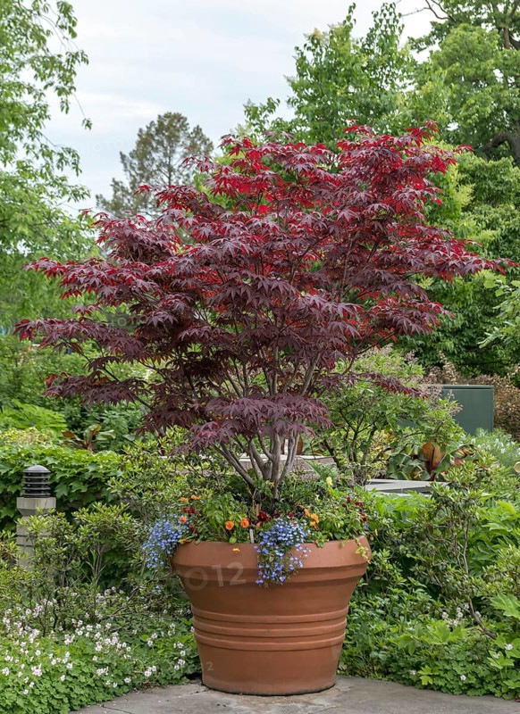 Red fan maple (Acer palmatum 'Bloodgood')