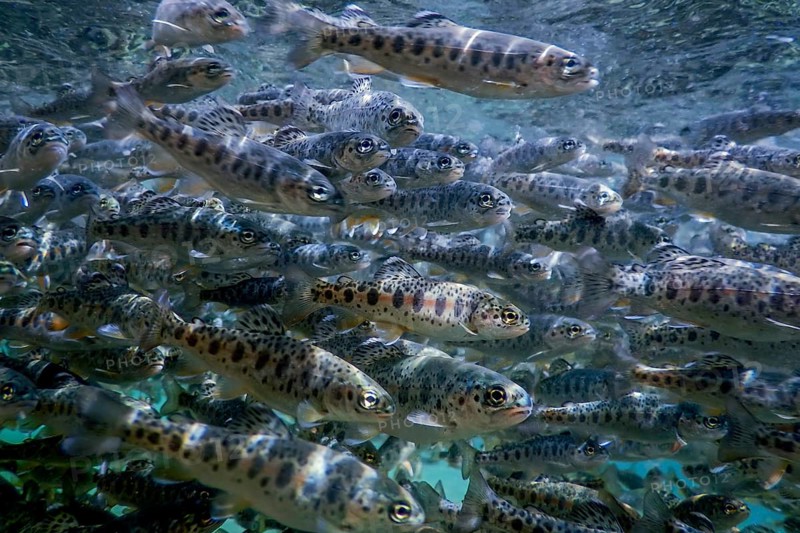 River Trout swim underwater, Trout underwater scene, Trout farm