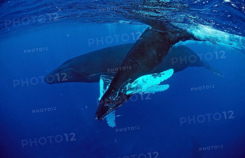 Humpback whale, mother and calf, Megaptera novaeangliae, Silverbanks, Caribbean Sea, Dominican Republic, Central America