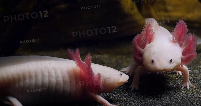 Axolotl (ambystoma mexicanum), Pair